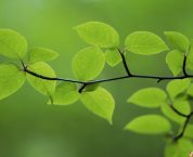 Chia tài sản chung của vợ chồng trong thời kỳ hôn nhân Chia tài sản chung của vợ chồng trong thời kỳ hôn nhân