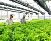 Ưu đãi về đất cho doanh nghiệp đầu tư vào nông nghiệp Ưu đãi về đất cho doanh nghiệp đầu tư vào nông nghiệp