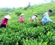 Cơ cấu tổ chức của tổ hợp tác theo quy định mới nhất Cơ cấu tổ chức của tổ hợp tác theo quy định mới nhất