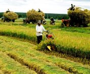 Bồi thường chi phí đầu tư vào đất được xác định như thế nào? Bồi thường chi phí đầu tư vào đất được xác định như thế nào?
