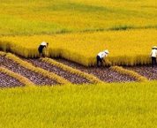 Hạn mức giao đất nông nghiệp theo quy định pháp luật hiện hành Hạn mức giao đất nông nghiệp theo quy định pháp luật hiện hành