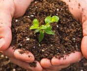 Thủ tục cấp lại Giấy chứng nhận đủ điều sản xuất phân bón Thủ tục cấp lại Giấy chứng nhận đủ điều sản xuất phân bón