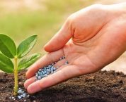 Trình tự cấp Giấy chứng nhận đủ điều kiện sản xuất phân bón Trình tự cấp Giấy chứng nhận đủ điều kiện sản xuất phân bón